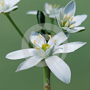 Star of Bethlehem (Ornithogalum umbellatum)