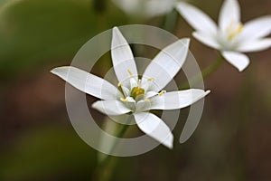 Star-of-Bethlehem (Ornithogalum umbellatum)