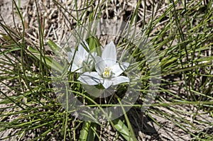 Star-of-Bethlehem, Ornithogalum umbellatum