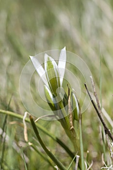 Star-of-Bethlehem, Ornithogalum umbellatum