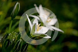 Star of Bethlehem, Ornithogalum umbellatum, wild flower