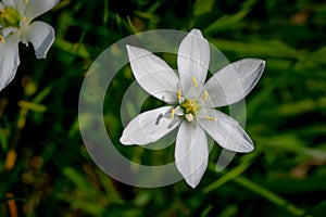 Star of Bethlehem, Ornithogalum umbellatum, wild flower