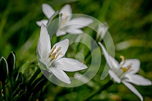 Star of Bethlehem, Ornithogalum umbellatum, wild flower