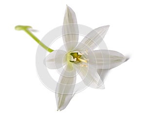 Star of bethlehem