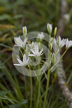 Star of Bethlehem Wildflower - Ornithogalum umbellatum