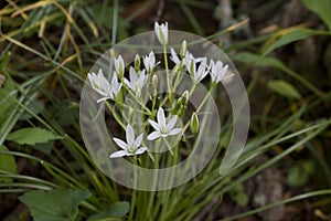 Star of Bethlehem Wildflower - Ornithogalum umbellatum