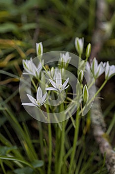 Star of Bethlehem Wildflower - Ornithogalum umbellatum