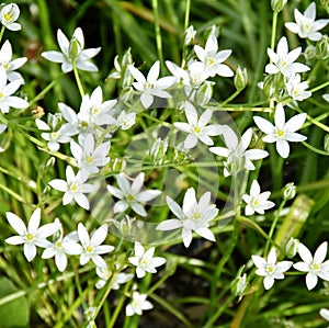 Star-of-betlehem white starshaped flowers