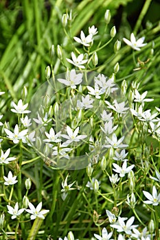 Star-of-betlehem white starshaped flowers photo