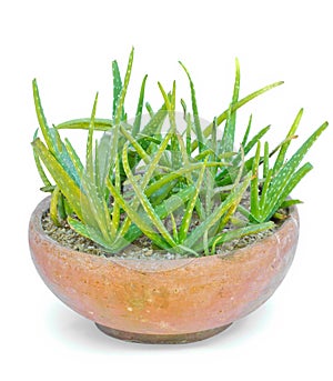 Star cactus, Aloe, Aloin, Jafferabad, Barbados (Aloe vera (L.) B