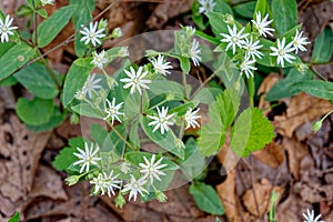 Star chickweed plant closeup