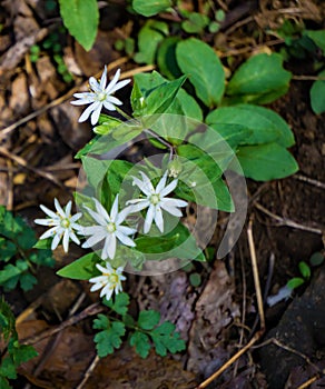 Star Chickweed - Stellaria pubera