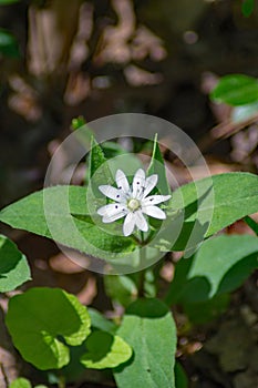 Star Chickweed Wildflowers, Stellaria pubera