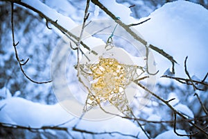 Star Christmas ornament with gold sparkle hanging on a tree in a forest, after snowfall, depicting winter time, Christmas,