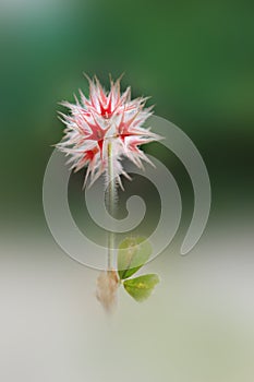 Star clover after flowering fructification on blurred background