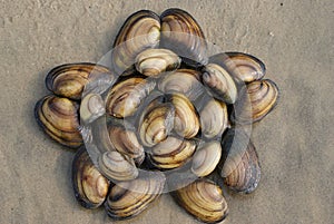 Star composed of mollusk shells