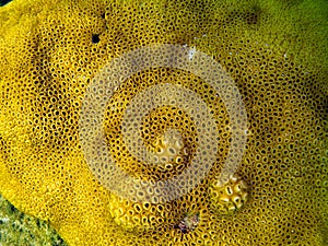 Star Coral photo