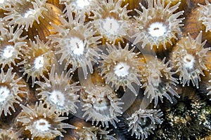 Star coral at night photo