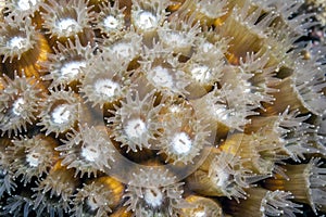 Star coral at night photo