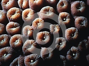 Star coral polyps
