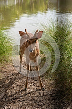 Star deer in the tropics. Be honest with beautiful sightings in water bodies and tropical forests in nature