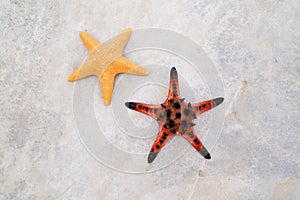 Star fish