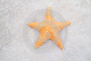 Star fish