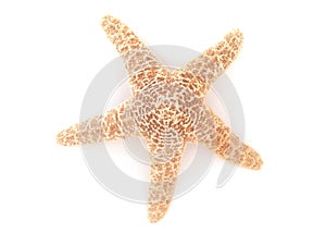 Star fish