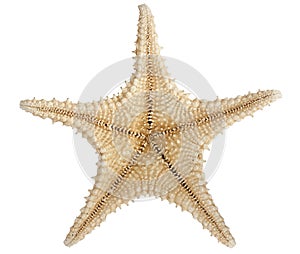 Star Fish