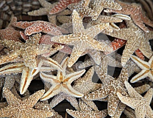 Star fish