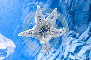 Star fish