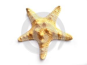 Star fish