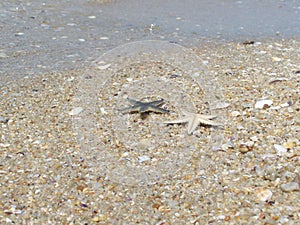 Star fish on the beach bangsan