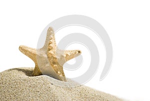Star fish with clipping path