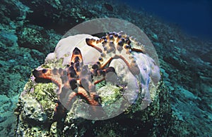 Star fish on coral reef