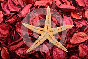 Star Fish Decoration design on wooden red background