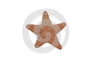 Star fish dry isolate