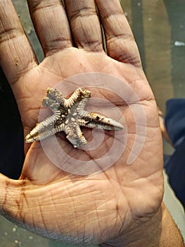 Star Fish on hand at Puri Beach India