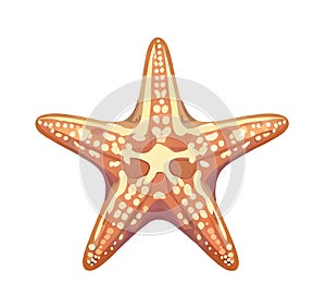 Star Fish Illustration with White Background