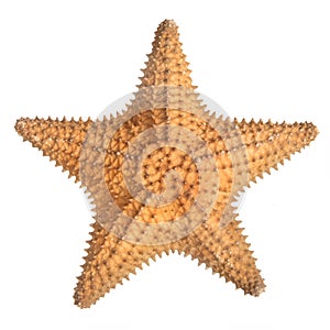Star fish