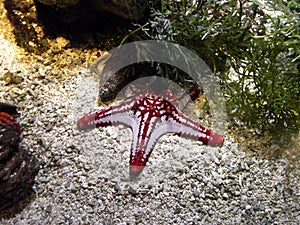 Star fish (Protoreaster linckii)