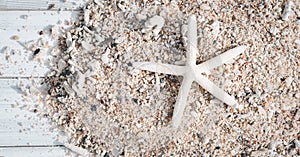 Star fish,reef and sea shell on white wood,summer background