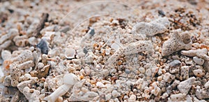 Star fish,reef and sea shell on white wood,summer background