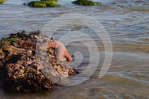 Star fish on rock.