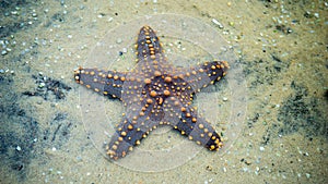 Star fish on a sand