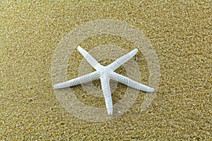 Star fish on the sand