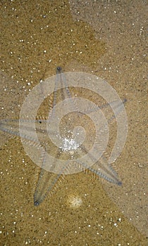 Star Fish or sea stars are star-shaped