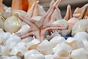 Star fish and shells