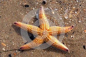 Star fish & shells01