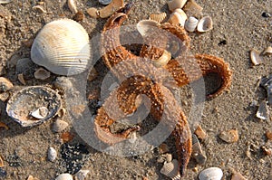 Star fish & shells07